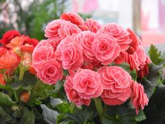 -荷兰花海