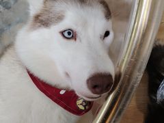 -Husky Go! 哈士奇体验馆·宠物咖啡厅狗咖