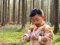 -黄海国家森林公园