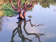 -鹤之洲湿地公园