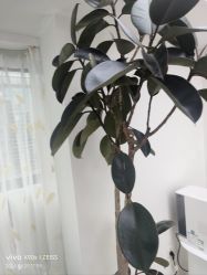 -HEYAN荷妍专业脱毛连锁机构