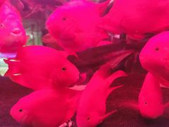 -中环花鸟鱼虫市场