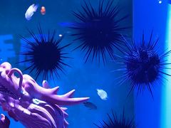 -上海海昌海洋公园