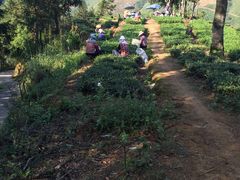 -文雅轩茶叶(锦和越界田林坊店)