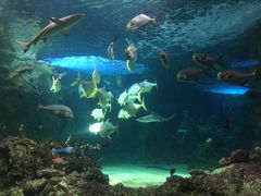 -悉尼海洋生物水族馆