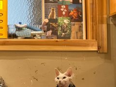 -有猫咖啡umeow coffee