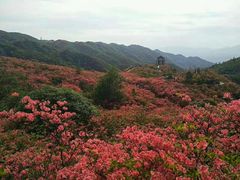 -大围山国家森林公园