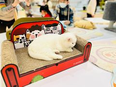 -COLOR PETS 撸猫馆·购猫·猫咖(长风大悦城店)