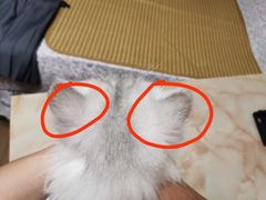 -艾贝尔宠物诊疗