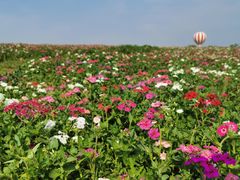 -歌斐颂巧克力小镇