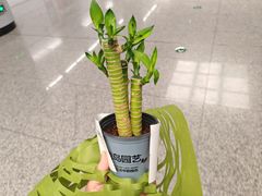 -鹿岛生活(熙地港店)