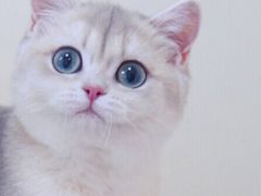 -Bastet sally猫舍购宠(静安店)