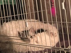 -翊宠yipet猫狗购宠庄园犬舍•猫舍