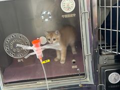 -北京观赏动物医院·24小时大型综合·猫专科·异宠专科