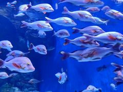 -成都浩海立方海洋公园