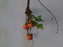 -杭州植物园