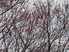 -蜀冈西峰生态公园