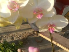 -白佛花鸟鱼虫批发市场小型宠物交易(东区)