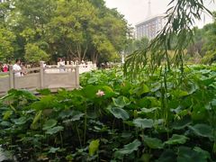 -莲湖公园