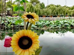 -百花洲