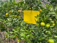 -前小桔亲子创意农场·草莓采摘·露营烧烤