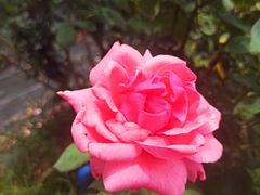 -亚龙湾国际玫瑰谷