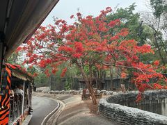 -清迈夜间动物园