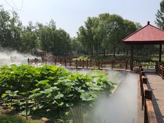 -微山湖红荷湿地景区