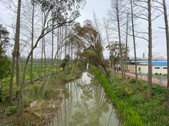 -上海长兴岛郊野公园