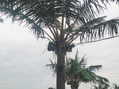-启东黄金海滩景区