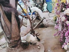 -正佳雨林生态植物园