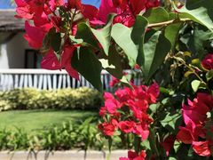 三角梅-美奈海崖度假酒店