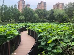 -陈家山荷花公园