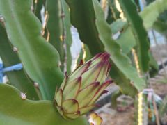 -海堤葡萄园中小学生研学基地