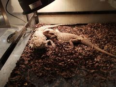 -momokira米努特·德文卷毛猫·棉花面纱犬