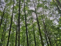 -山王坪喀斯特国家生态公园