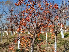 -天津东丽湖风景区