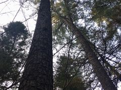 -五营红松林海景区