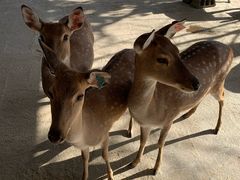 -鹿境梅花鹿生态园区