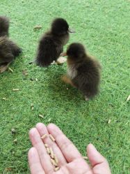 -萌宠亲子动物乐园(槐房万达店)