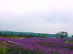iphone_upload_pic-紫云台香草园