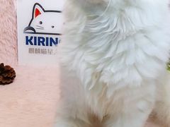 -十年猫舍·猫咪专门店(普陀店)