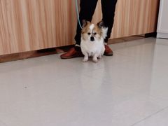 -瑞鹏宠物医院·骨科·猫科·内科(第一中心)
