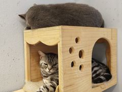 -猫亿天猫咖