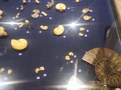 -青岛贝壳博物馆