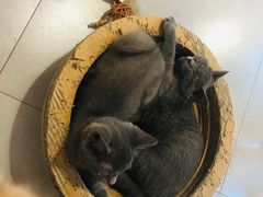 -三花喵·撸猫购宠·宠物生活馆(虹桥南丰城店)