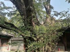 -阳台山自然风景区