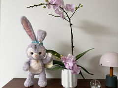 -龙大花卉苗木市场