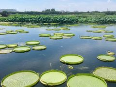 -荷塘月色湿地公园·向阳花洲