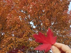 -水秀国际大剧院